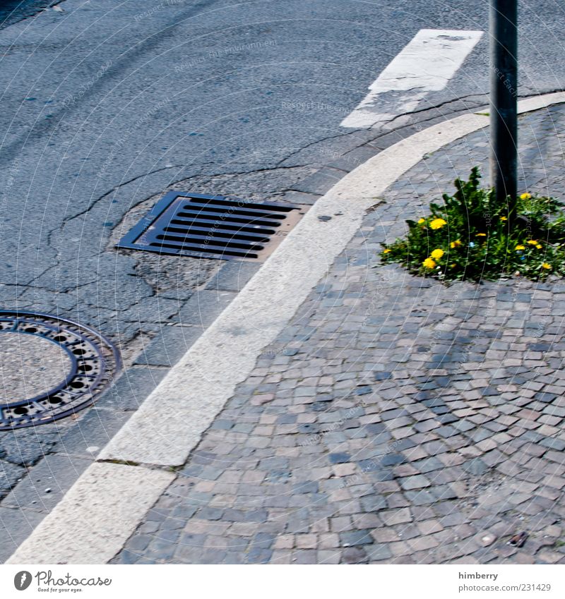 Durchbruch Bündnis 90 Umwelt Natur Landschaft Pflanze Grünpflanze Wildpflanze Löwenzahn Stadt Verkehrswege Straße Straßenkreuzung Wege & Pfade bedrohlich