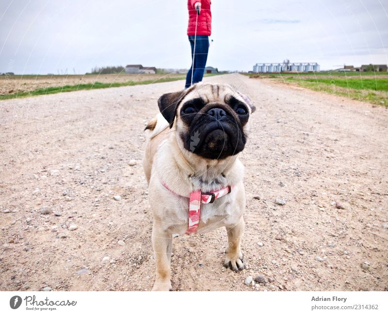 Pudge on the lead on gravel path Mensch gehen distance dog go walkies gravel road hike hiking landscape leash pathway pet podge pudge pug scenery scenic