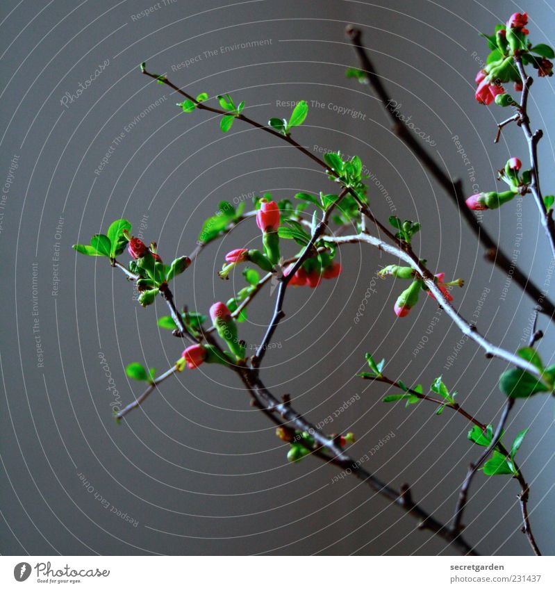 düstere zeiten mit kleinen lichtblicken Pflanze Frühling Sträucher Blatt Blüte Blühend Wachstum ästhetisch dunkel grau grün rot Quittenblüte schön Farbfoto