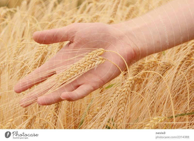 Gerste schön Mensch Hand 1 gelb Gerstenfeld Gerstenähre Getreide Getreidefeld Getreideernte Ernte Erntedankfest Natur Landwirt Landwirtschaft Gold