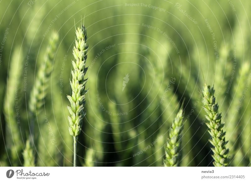 Weizen Sommer Umwelt Natur Landschaft Pflanze Frühling Gras Blatt Nutzpflanze Wiese Feld Arbeit & Erwerbstätigkeit gelb grün Wachstum Korn Kornfeld Getreidefeld