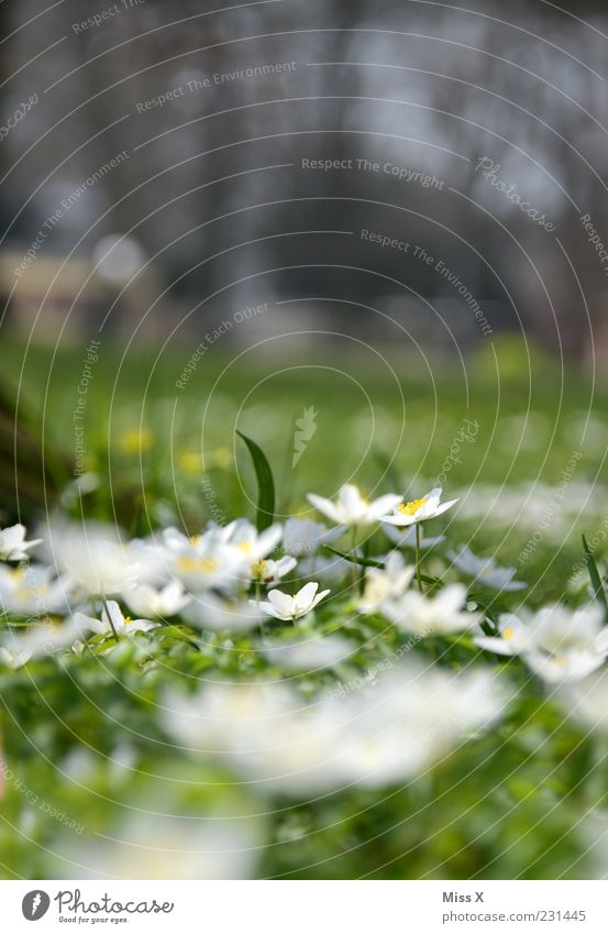 Frühlingwiese Natur Schönes Wetter Pflanze Blume Gras Blatt Blüte Wildpflanze Garten Park Wiese Blühend Duft Wachstum klein grün Blumenwiese Buschwindröschen