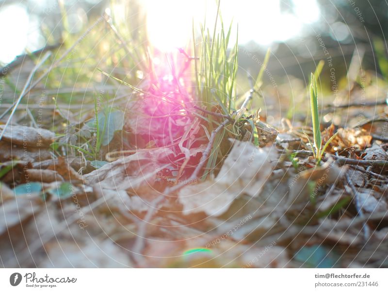 Durchbruch Umwelt Natur Pflanze Erde Luft Sonnenaufgang Sonnenuntergang Sonnenlicht Frühling Sommer Schönes Wetter Gras Blatt Holz hell nah braun grün rosa