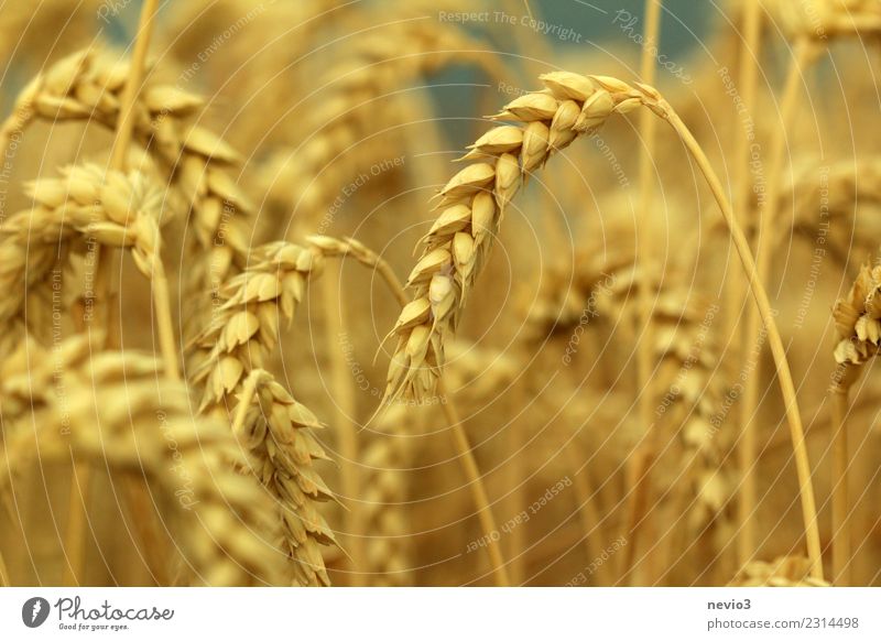 Weizenähren im Hochsommer Sommer Sonne Umwelt Natur Pflanze Gras Nutzpflanze Wiese Feld gelb gold Gefühle Freude Vorfreude ländlich auf dem Land Landschaft