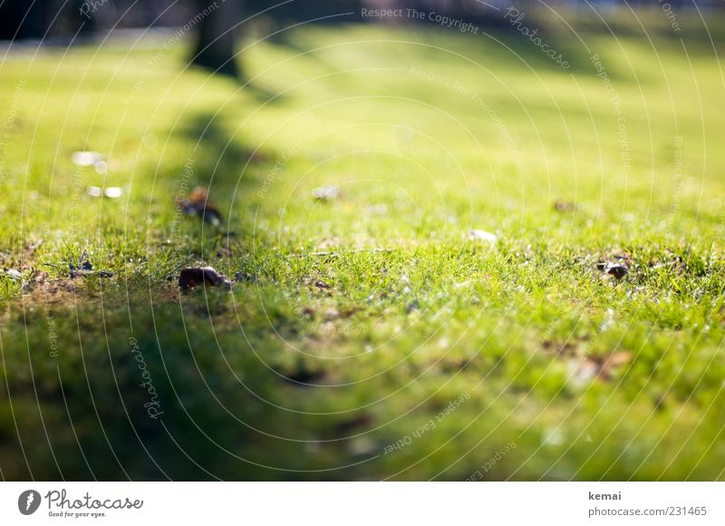 Zickzack II Umwelt Natur Pflanze Sonnenlicht Frühling Schönes Wetter Baum Gras Blatt Wiese leuchten frisch hell grün Linie Schatten Farbfoto Außenaufnahme