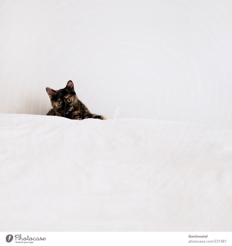 Huhu Tier Haustier Katze Tiergesicht Fell 1 hell niedlich weiß Bett Farbfoto Gedeckte Farben Innenaufnahme Textfreiraum rechts Textfreiraum oben