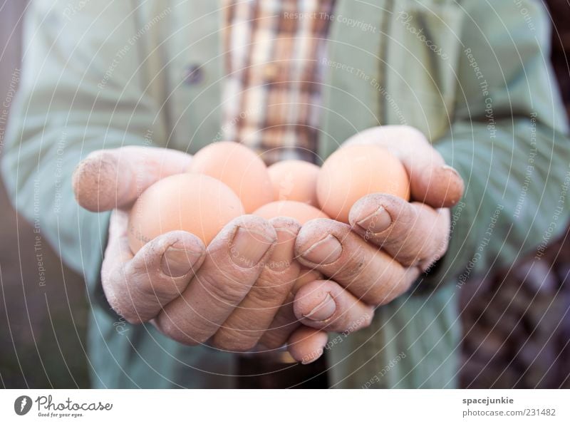 Ostereier maskulin Mann Erwachsene Männlicher Senior 60 und älter Arbeit & Erwerbstätigkeit festhalten braun gelb geduldig ruhig Appetit & Hunger Ei stoppen