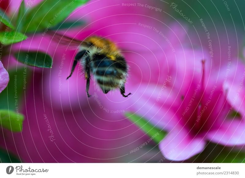 Bumblebee Umwelt Natur Pflanze Blume Blatt Blüte Rhododendron Garten Park Tier Hummel 1 Bewegung Blühend Duft fliegen genießen leuchten grün orange rosa schwarz