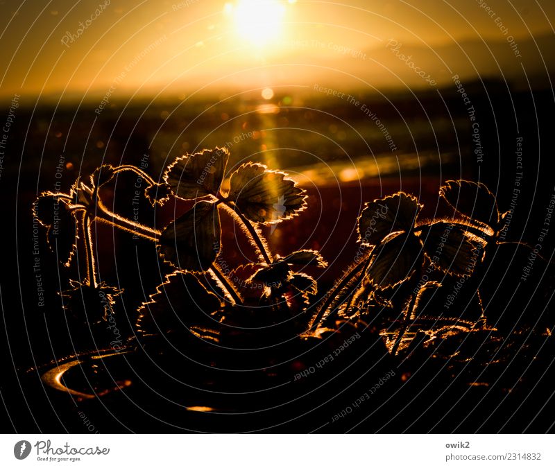 Vorgeschmack Umwelt Natur Pflanze Himmel Horizont Sommer Schönes Wetter Wärme Blatt Topfpflanze Erdbeeren Berge u. Gebirge Lausitzer Bergland Balkon glänzend