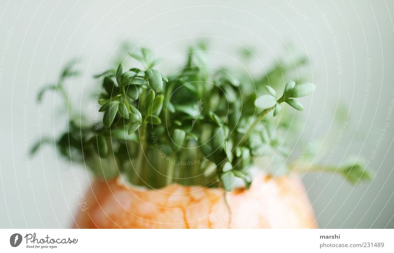 Überraschungsosterei Lebensmittel Ernährung Bioprodukte Vegetarische Ernährung Gesundheit lecker grün Wachstum Eierschale Osterei Kresse geschmackvoll