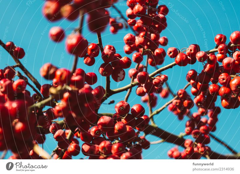 Rote Beeren vor blauem Himmel Pflanze Wolkenloser Himmel Baum rund saftig reif Herbst rot Beerenfruchtstand Kirsche Ast Zweig hängen viele Menschengruppe Frucht