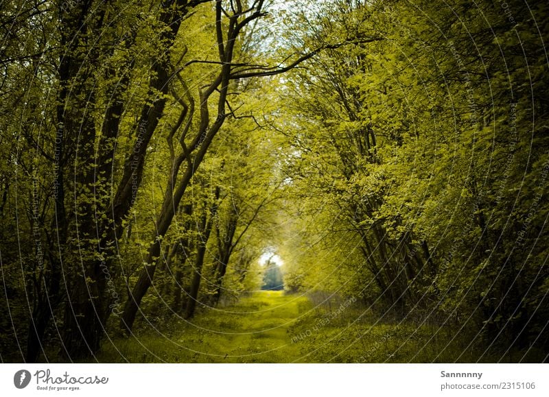 Idylle pur Natur Sommer Schönes Wetter Baum Sträucher Wald Zufriedenheit Frühlingsgefühle Kraft ruhig Einsamkeit Frieden Stimmung Umwelt Ferne Fußweg Paradies