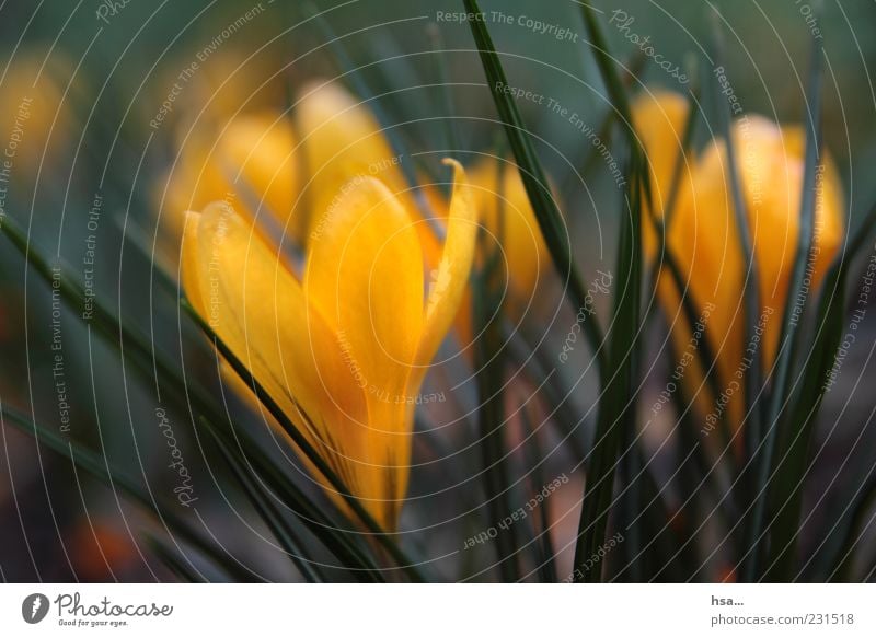 Frühblüher... Umwelt Natur Pflanze Frühling Blume Blüte ästhetisch frisch schön gelb grün Frühlingsgefühle Krokusse Farbfoto Außenaufnahme Nahaufnahme