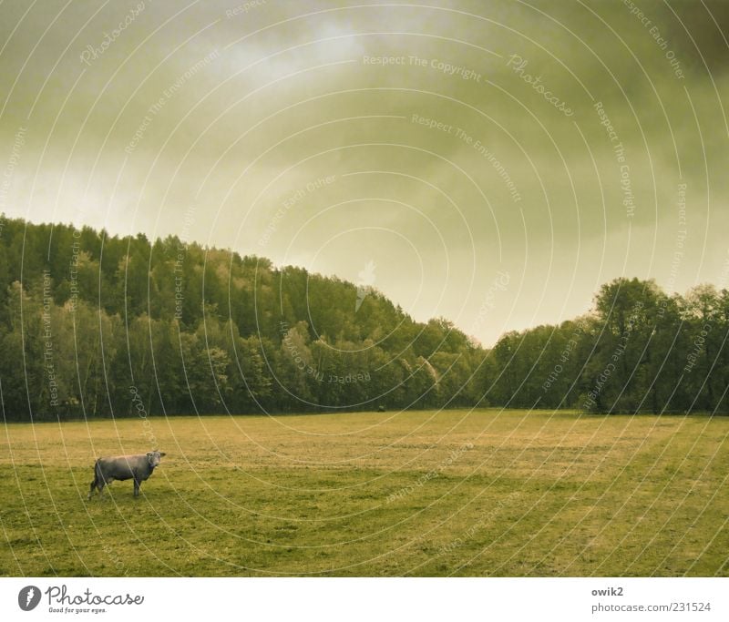 Ökuhlogie Umwelt Natur Landschaft Himmel Wolken Horizont Herbst Klima Wetter Schönes Wetter Pflanze Baum Gras Wiese Feld Wald Nutztier Kuh 1 Tier beobachten