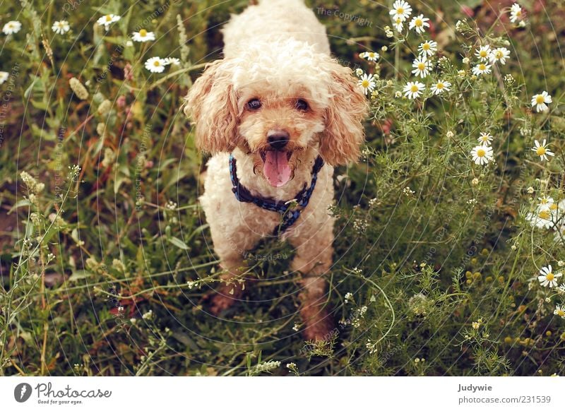 Was gibt's? Umwelt Natur Frühling Sommer Blume Gras Blüte Kamille Tier Haustier Hund Fell Pudel frech Fröhlichkeit niedlich braun grün gehorsam Farbfoto