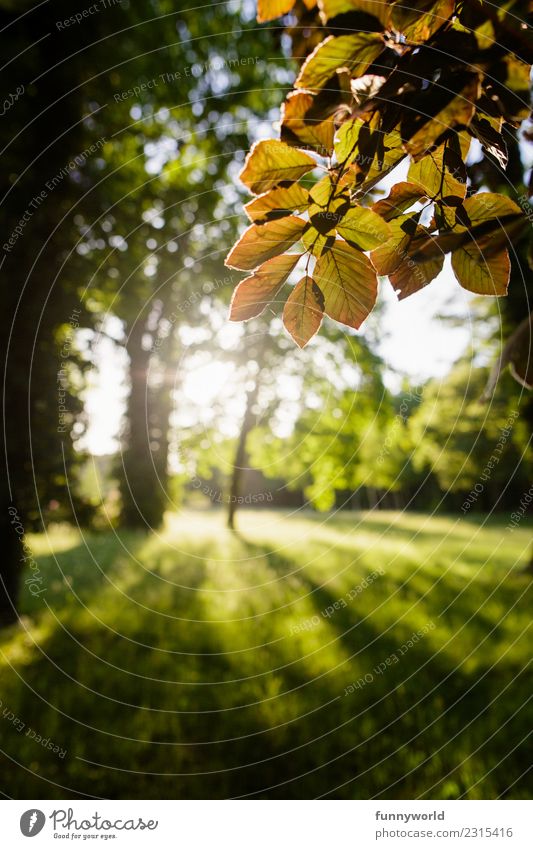 Buchenblätter im Sonnenschein Pflanze Sonnenlicht Sommer Herbst Schönes Wetter Baum Blatt Grünpflanze verblüht natürlich grün Jahreszeiten Schatten Wiese Abend