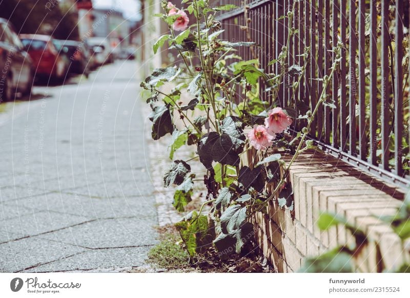 Rosa Blumen am Wegesrand Pflanze Dorf Kleinstadt Stadt Stadtrand Menschenleer Blühend Idylle Inspiration rosa wild Wachstum Wege & Pfade Bürgersteig Ecke Zaun