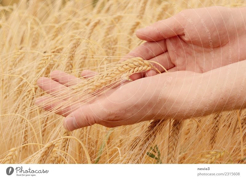 Hand hält Gerstenähren schön Mensch Junger Mann Jugendliche Arme Finger 1 Umwelt Natur Sommer Pflanze Gras Nutzpflanze Feld Arbeit & Erwerbstätigkeit gelb gold