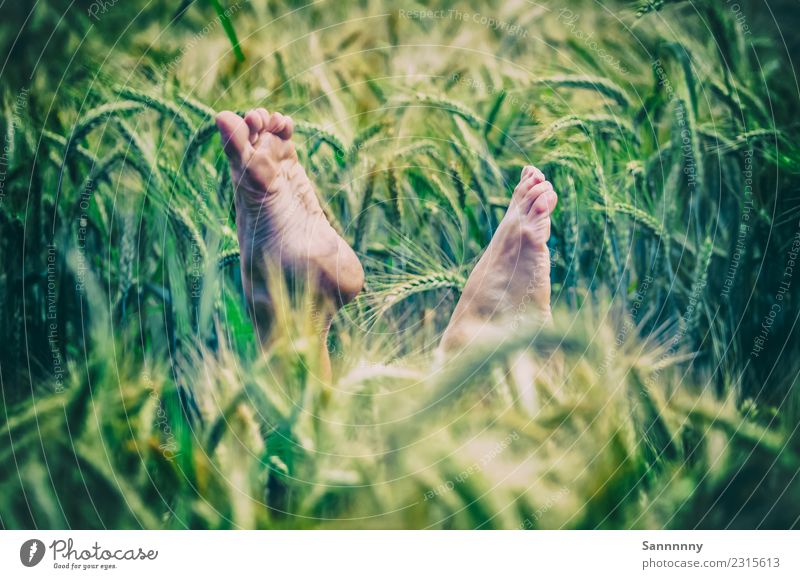 Summerfeeling Mensch feminin Frau Erwachsene Fuß 1 Medien Natur Landschaft Sommer Pflanze Wiese Feld Bewegung Erholung fallen Fitness liegen Blick Spielen