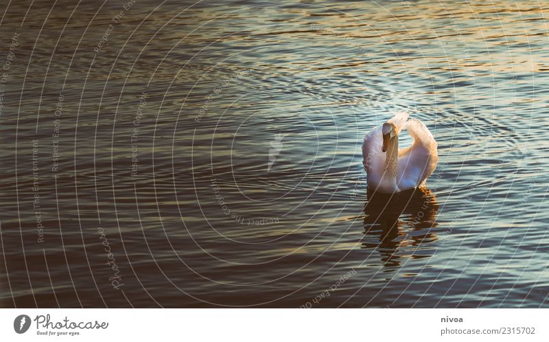 Schwan auf dem Zürichsee Umwelt Natur Klima Klimawandel Wetter See Tier Wildtier Tiergesicht Flügel 1 beobachten Bewegung glänzend Schwimmen & Baden authentisch