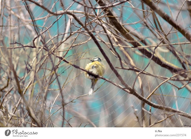 explodiertes Kissen Natur Tier Wildtier Vogel Meisen 1 klein niedlich blau gelb Feder Farbfoto Außenaufnahme Nahaufnahme Menschenleer Tag Zweig sitzen