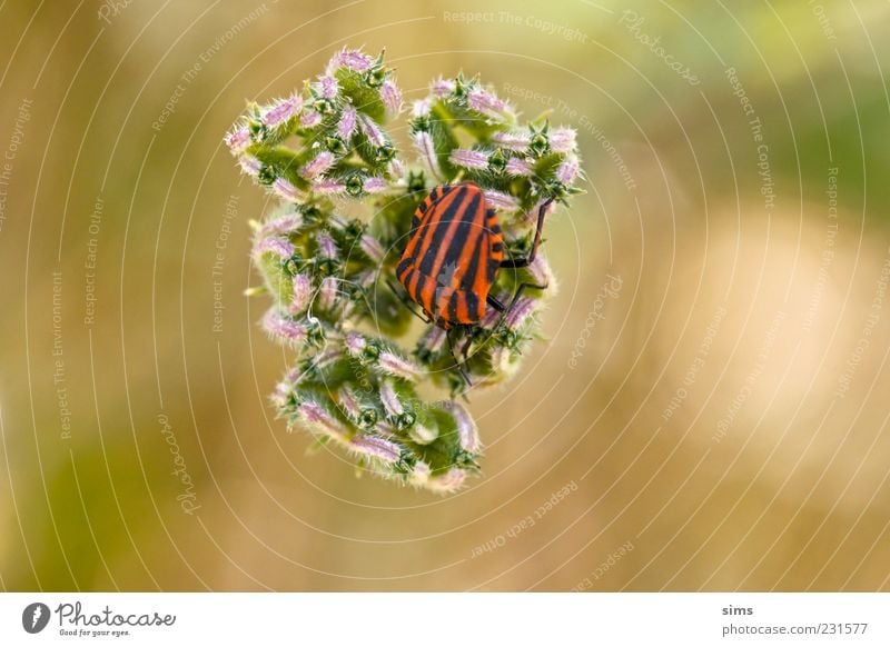 Beetle ruhig Natur Landschaft Pflanze Grünpflanze Wildpflanze Käfer einzigartig Farbe Farbfoto Außenaufnahme Nahaufnahme Detailaufnahme Makroaufnahme