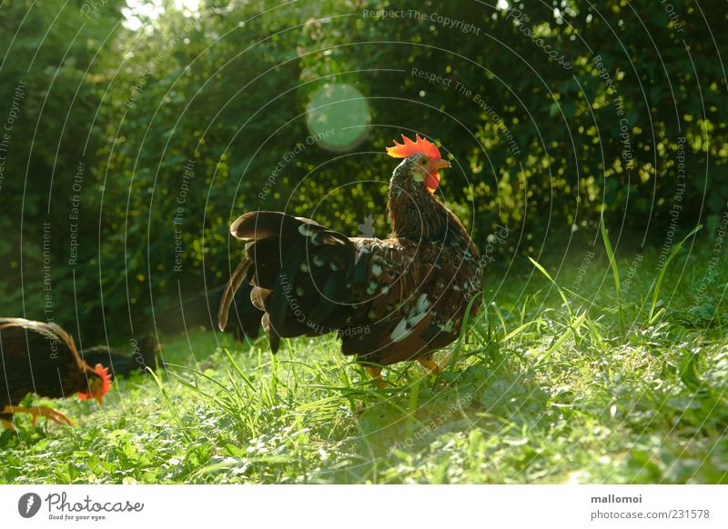 Junger Hahn auf Wiese ökologisch artgerecht Freilandhaltung Bioprodukte freilaufend Biologische Landwirtschaft Stolz Umwelt Hahnenkamm Federvieh natürlich