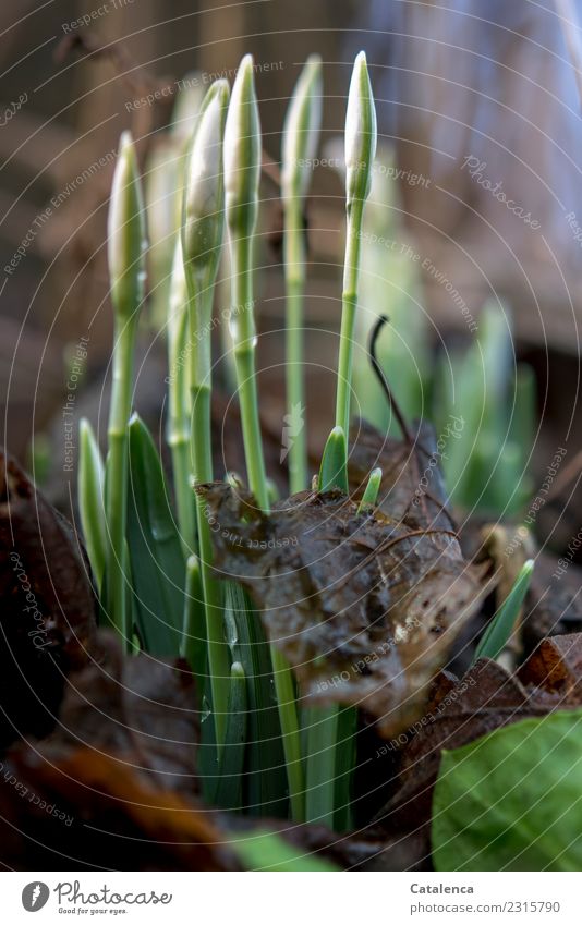 Schneeglöckchen im Regen Wassertropfen Winter schlechtes Wetter Pflanze Blume Blatt Blüte Garten Blühend Wachstum ästhetisch schön nass natürlich blau braun