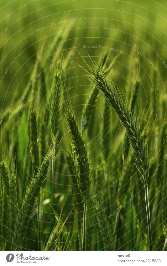 Triticale Umwelt Natur Landschaft Pflanze Frühling Sommer Nutzpflanze Wiese Feld grün Leben Weizenfeld Weizenähre Weizenkörner Roggenfeld Roggenähren Zwitter