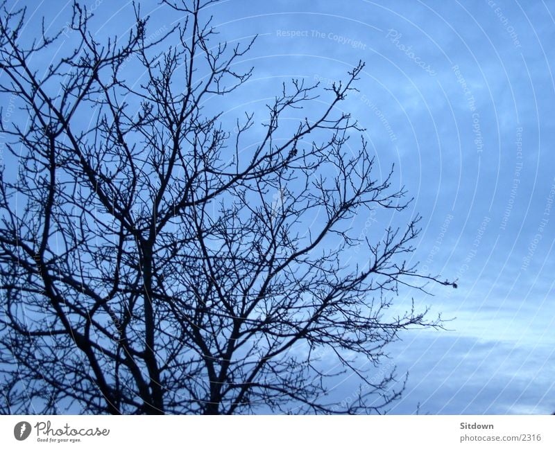 Bluetree Baum Winter Blauer Himmel