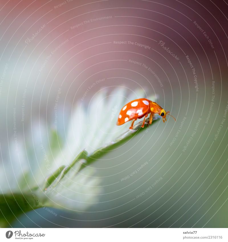 Ziel erreicht Umwelt Natur Frühling Sommer Pflanze Blatt Tier Käfer Insekt Marienkäfer 1 krabbeln klein niedlich oben grau grün orange einzigartig entdecken