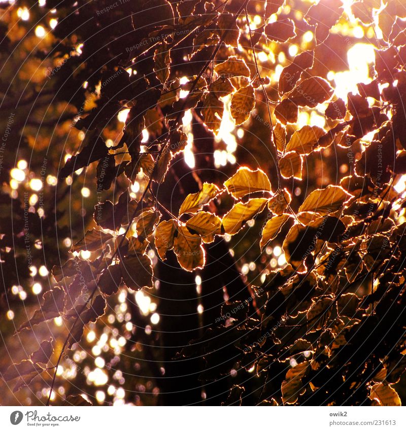 Abendleuchten Umwelt Natur Pflanze Sommer Klima Wetter Schönes Wetter Baum Blatt Zweig Blätterdach Laubwald glänzend fantastisch hell schön einzigartig