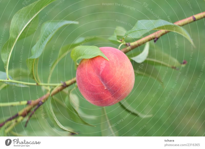 Reife rote Pfirsichfrucht Frucht Ernährung Diät Sommer Garten Gartenarbeit Menschengruppe Natur Pflanze Baum Blatt Wachstum frisch hell lecker natürlich saftig