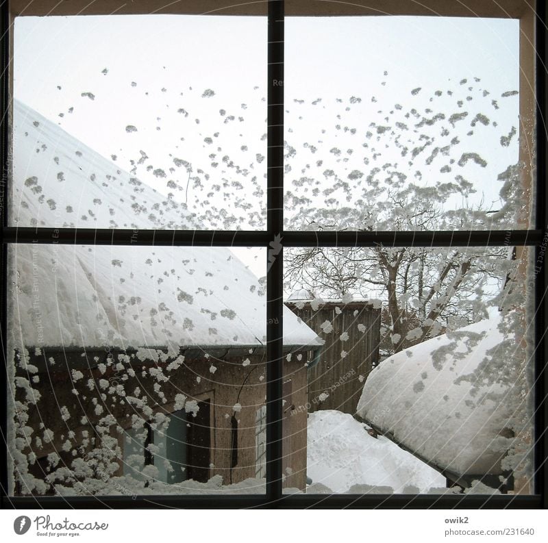 Quarantäne Wohnung Himmel Wolkenloser Himmel Winter Wetter Schönes Wetter Eis Frost Schnee Pflanze Baum Zweige u. Äste Bauwerk Gebäude Architektur Hof Fenster