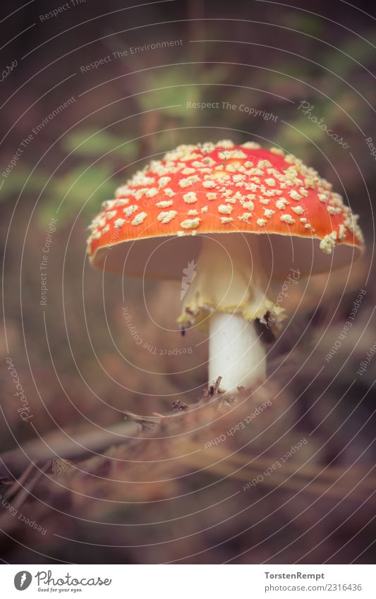 Fliegenpilz Natur Wald rot gefährlich Champignonartige Giftpilz Giftpilze Wulstlinge agaricomycetes Pilz Farbfoto mehrfarbig Außenaufnahme Tag