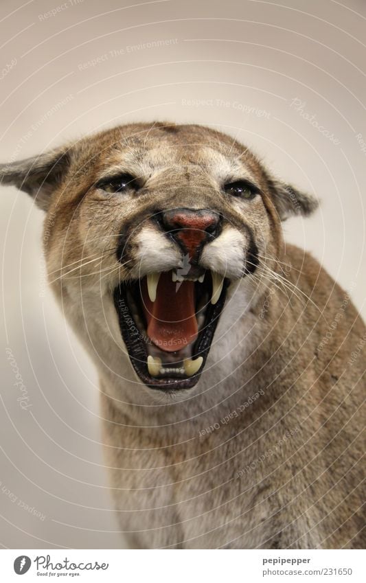 Miezekatze Tier Wildtier Katze Tiergesicht 1 Aggression bedrohlich Kraft Puma Zähne Landraubtier Farbfoto Nahaufnahme Detailaufnahme Hintergrund neutral