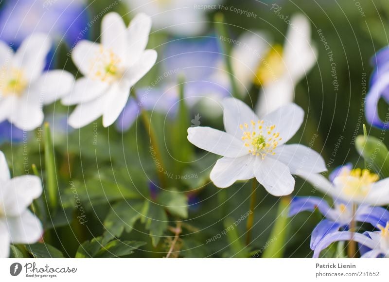 für alle Mädchen Garten Umwelt Natur Pflanze Erde Sonnenlicht Frühling Wetter Schönes Wetter Blume Blüte Grünpflanze Wildpflanze schön weich April Botanik