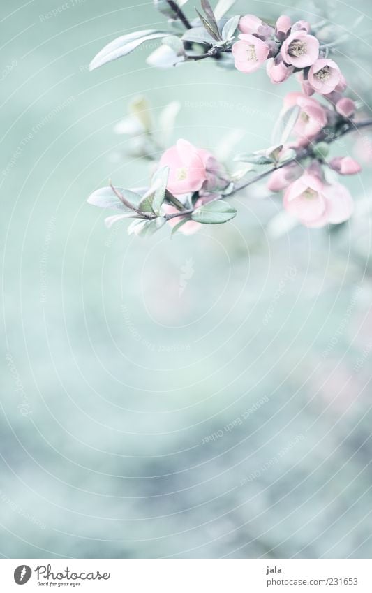 quitten in bloom Natur Pflanze Blatt Blüte hell schön grün rosa Frühlingsgefühle Quittenblüte Farbfoto Außenaufnahme Menschenleer Textfreiraum unten