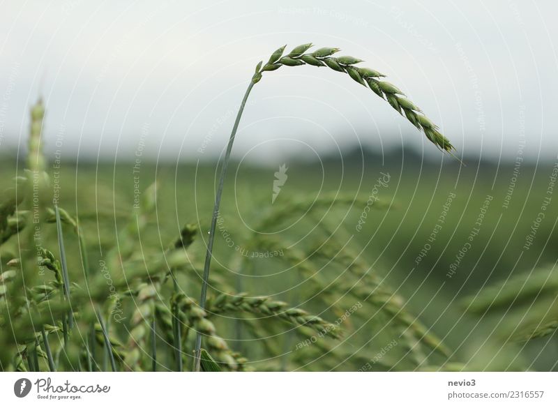 Dinkel Sommer Umwelt Natur Landschaft Pflanze Erde Gras Nutzpflanze exotisch Feld gelb grün Gluten Getreidefeld Getreideernte Ernte Landwirtschaft Feldfrüchte