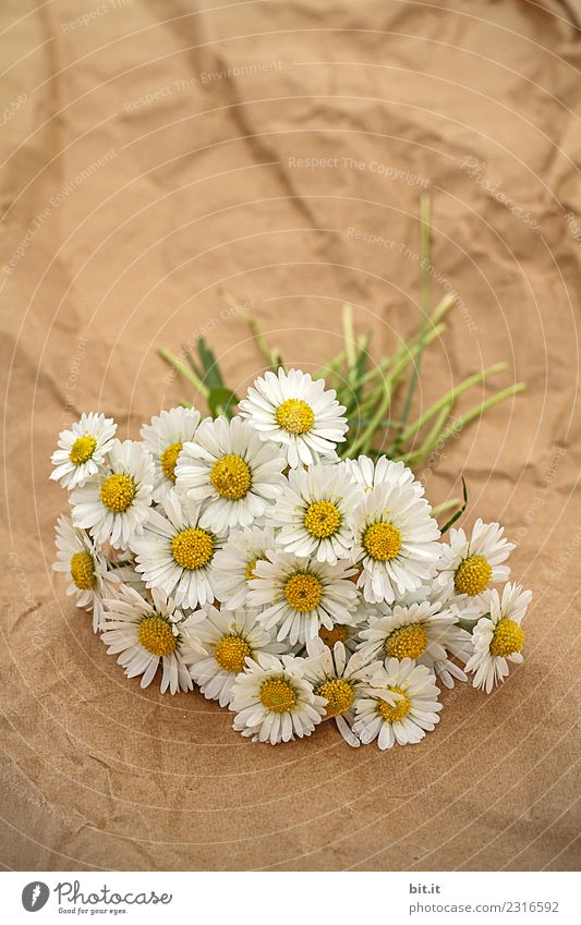 Blumensträußchen Dekoration & Verzierung Feste & Feiern Muttertag Ostern Hochzeit Geburtstag Veranstaltung Pflanze Frühling Sommer Blüte Erholung liegen Duft