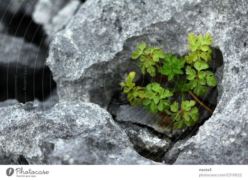 Kalkstein in den Burren in Irland nahe Galway Ferien & Urlaub & Reisen Tourismus Ausflug Umwelt Natur Landschaft Erde Pflanze Wildpflanze Hügel Berge u. Gebirge