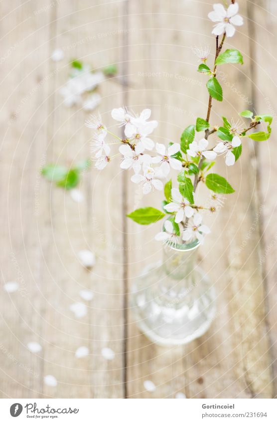 Ever Dream Natur Frühling Blatt Blüte Dekoration & Verzierung frisch schön grün weiß Blütenblatt Zweig Vase Holztisch zart hell Kirschpflaume Prunus cerasifera