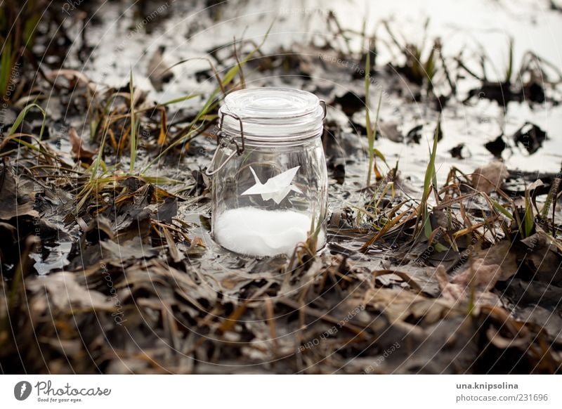 grue Umwelt Natur schlechtes Wetter Regen Gras Blatt Feld stehen nass Glas Marmeladenglas Phantasie Origami träumen außergewöhnlich Einmachglas Herbstlaub