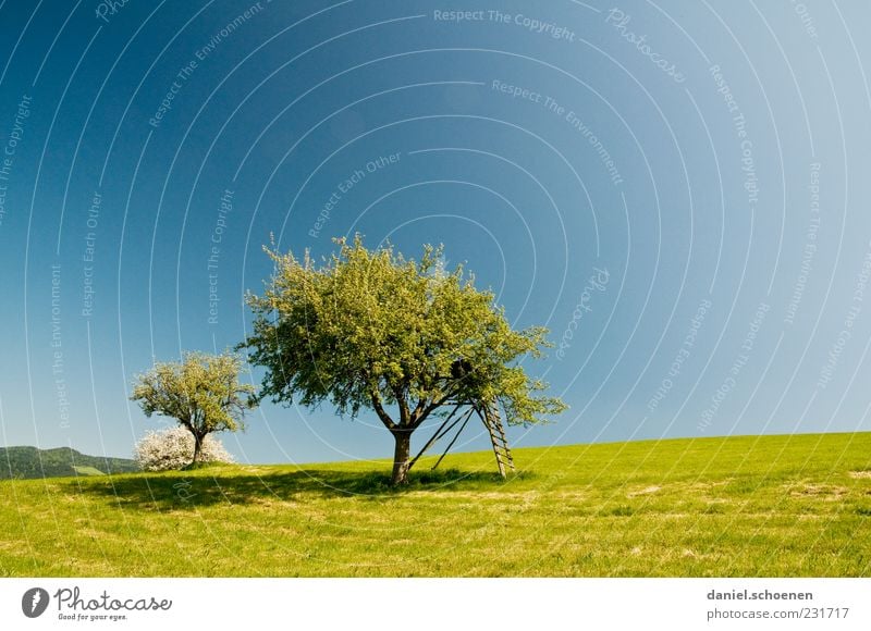 Obstbaum und viel blauer Himmel Umwelt Natur Landschaft Wolkenloser Himmel Frühling Sommer Schönes Wetter Baum Wiese grün Apfelbaum Farbfoto Textfreiraum links