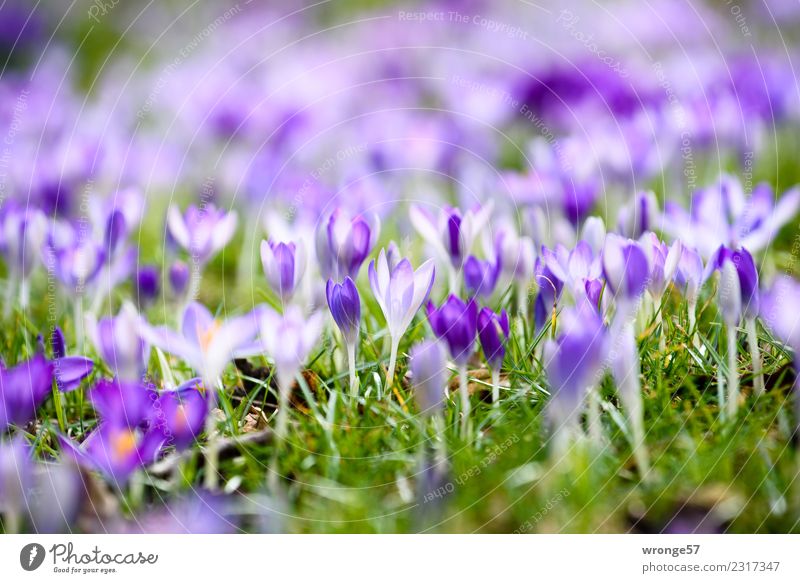 Krokuswiese Natur Pflanze Frühling Blume Gras Krokusse Park Blühend schön klein blau mehrfarbig grün violett Frühlingsgefühle Blumenwiese Frühlingsblume