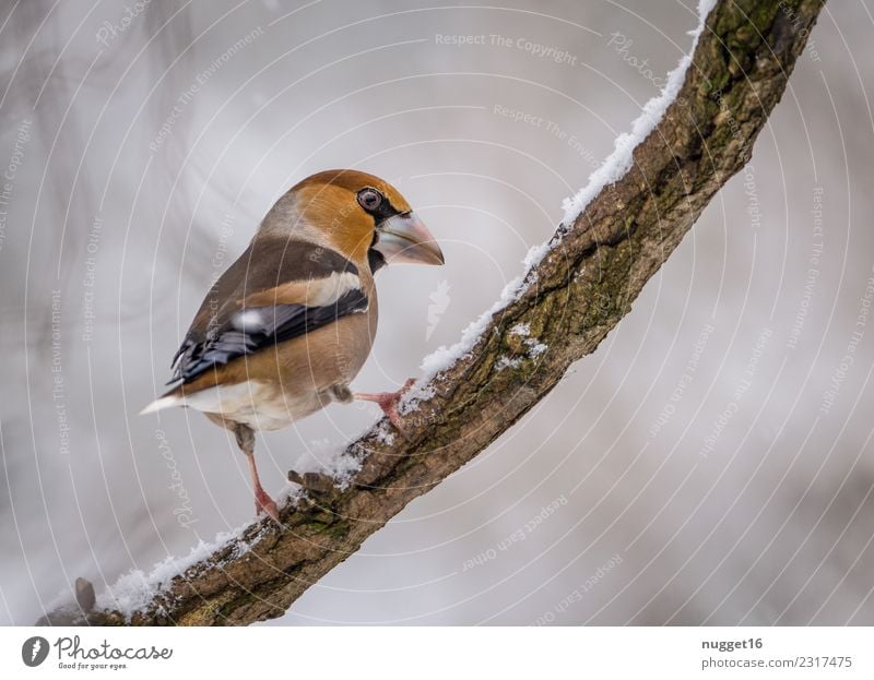 Kernbeißer auf Ast Umwelt Natur Tier Winter Eis Frost Schnee Schneefall Pflanze Baum Garten Park Wald Wildtier Vogel Tiergesicht Flügel Krallen 1 Aggression