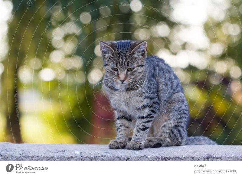 Junge getigerte Katze sitzt auf einer Steinmauer Frühling Tier Haustier Nutztier Tiergesicht 1 sitzen Zufriedenheit Erholung Katzenbaby Hauskatze Katzenkopf