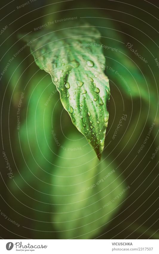 Grünes Blatt Nahaufnahme Lifestyle Sommer Garten Natur Pflanze Grünpflanze Park Wald Urwald Hintergrundbild grün Wassertropfen tropisch Farbfoto Außenaufnahme