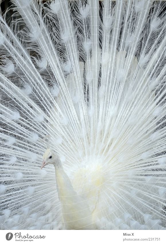 Pfau Tier Vogel 1 Brunft ästhetisch weiß Hochmut Stolz Albino Pfauenfeder Feder Farbfoto Gedeckte Farben Muster Strukturen & Formen Menschenleer Tierporträt