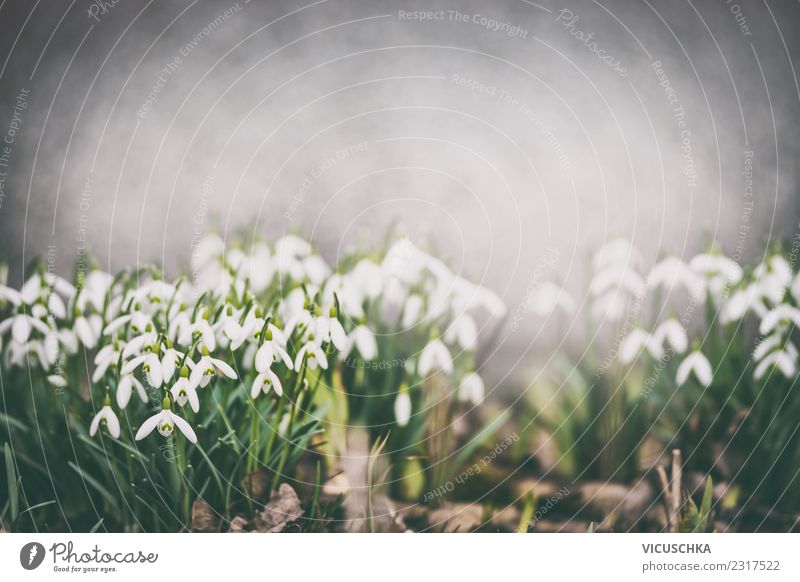 Schneeglöckchen Blumenbeet im Frühlingsgarten Design Sommer Garten Natur Pflanze Blüte Park Blühend Stimmung Frühlingsgefühle Hintergrundbild Farbfoto